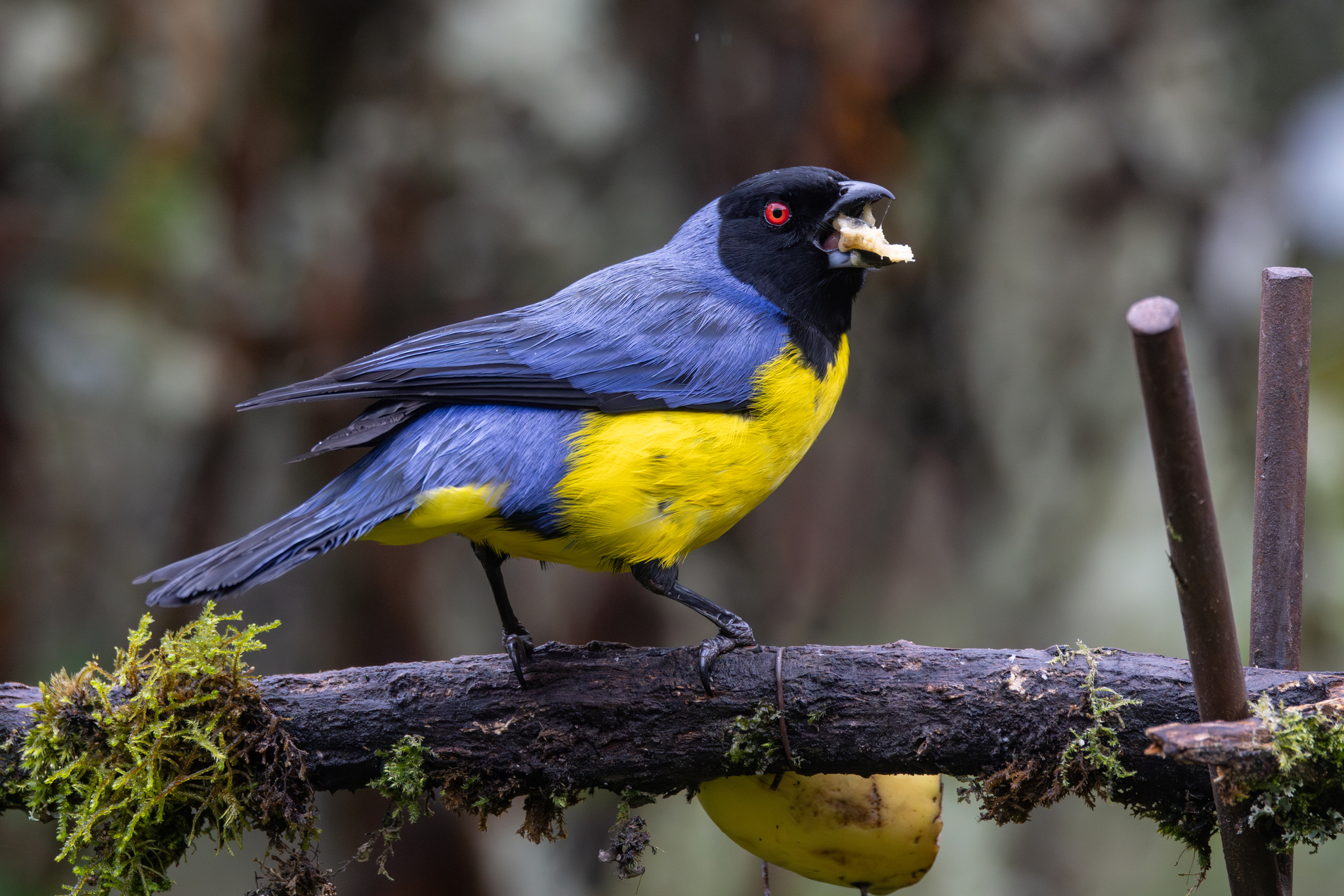 Hooded Mountain Tanager (Buthraupis montana), photo 10