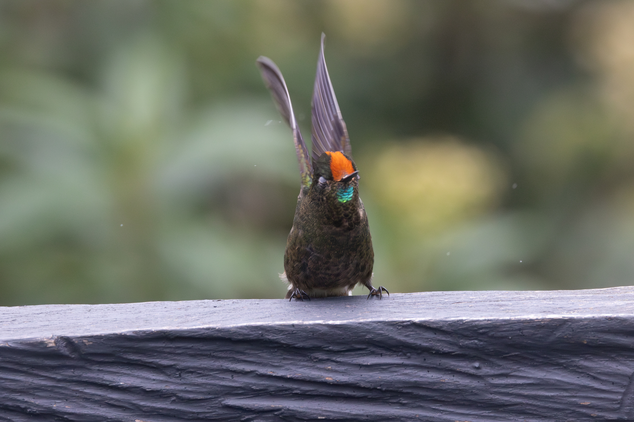 Rainbow-bearded Thornbill (Chalcostigma herrani), photo 1