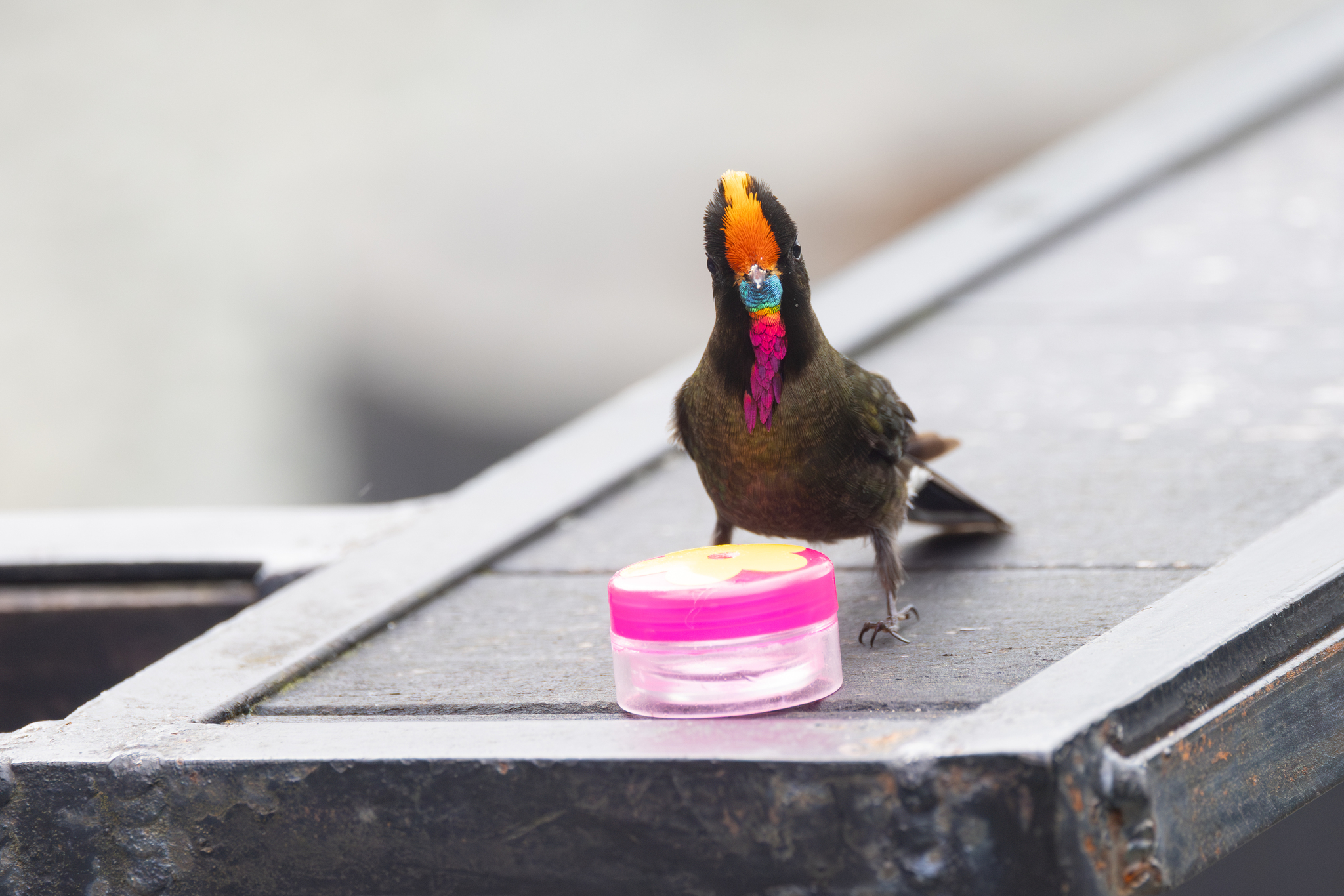Rainbow-bearded Thornbill (Chalcostigma herrani), photo 6