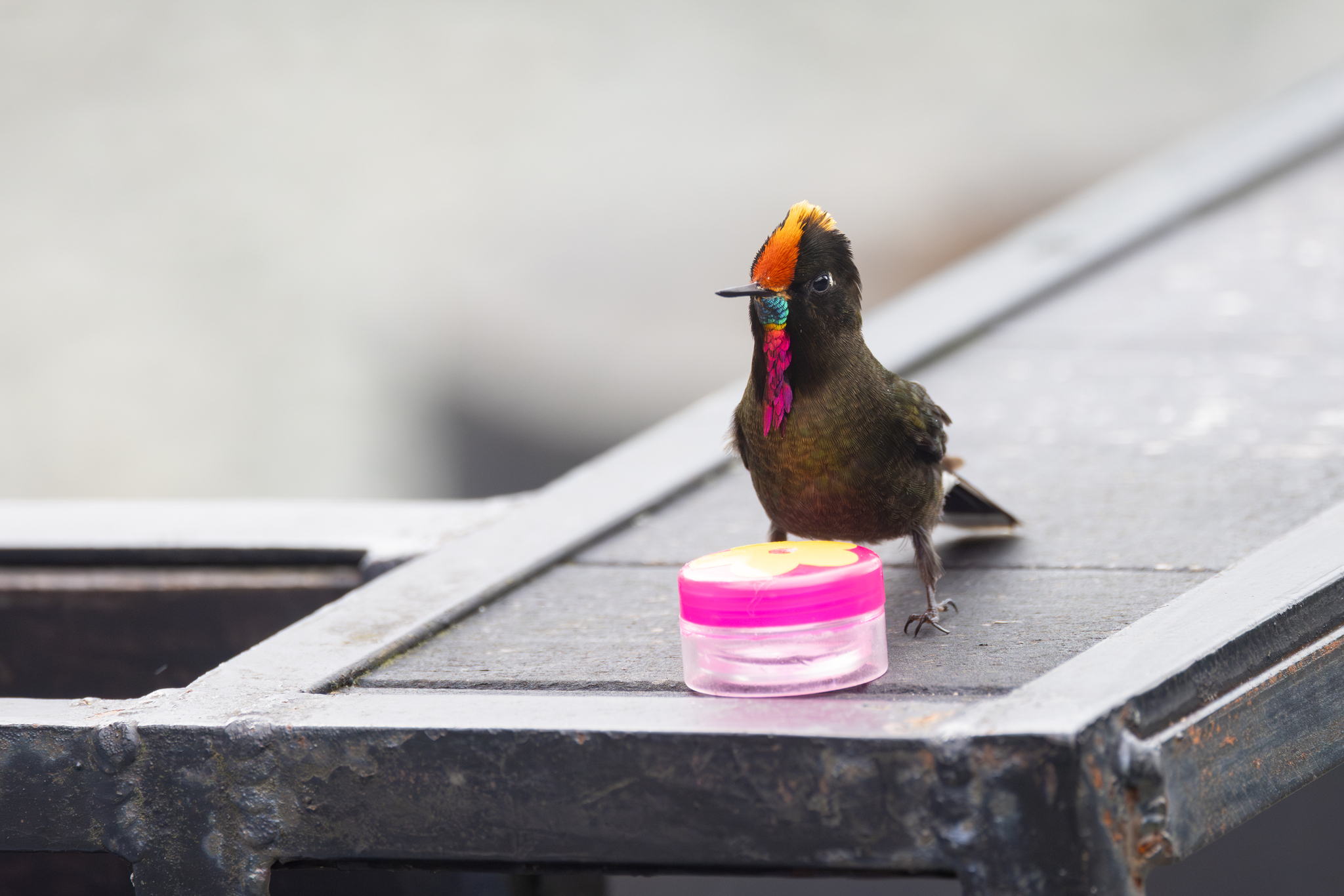 Rainbow-bearded Thornbill (Chalcostigma herrani), photo 7