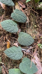 Ficus villosa, photograph author not stated, no rights reserved