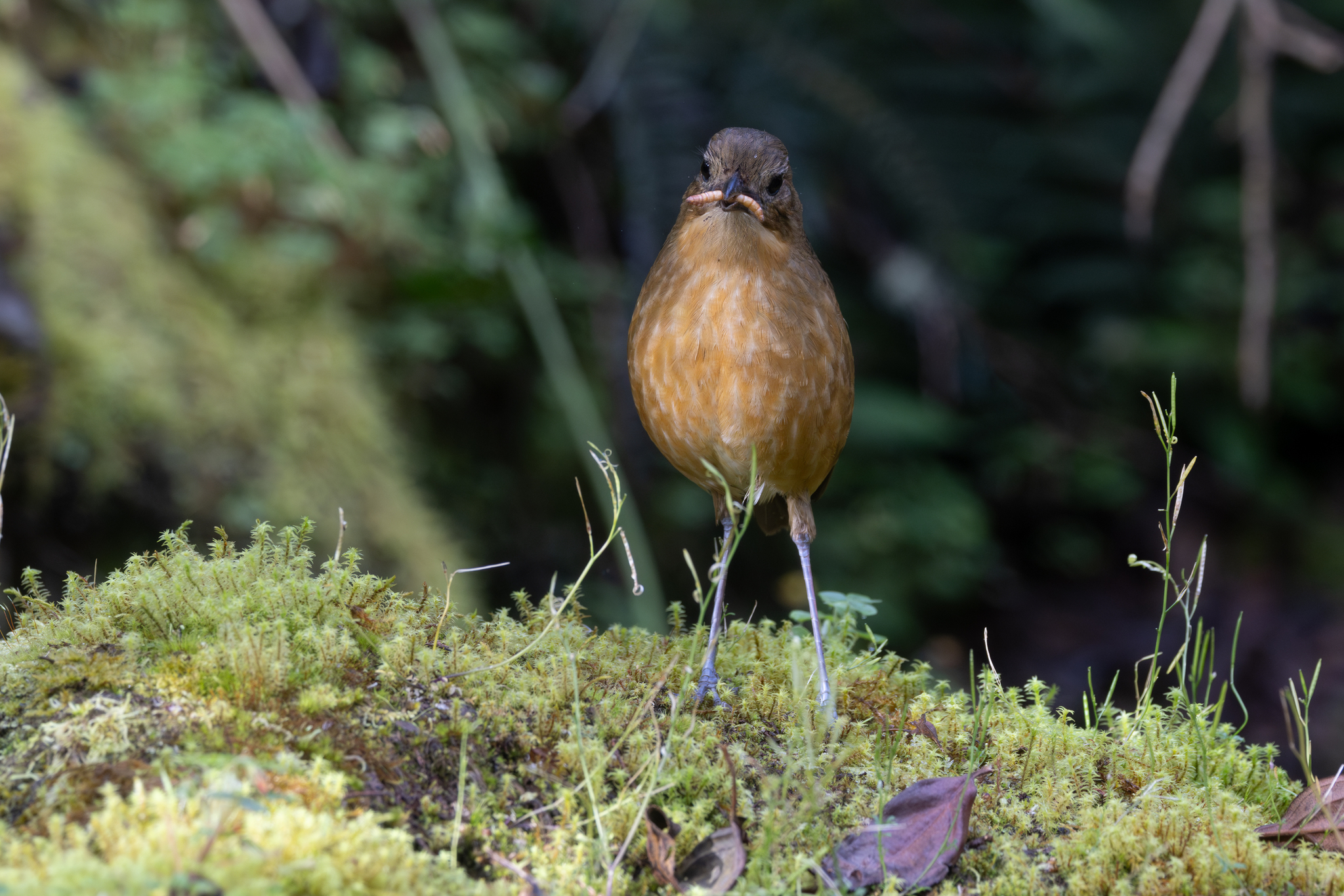 Tawny Antpitta (Grallaria quitensis), photo 3