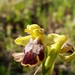 Marble Bee-Orchid - Photo (c) Larbi Afoutni, some rights reserved (CC BY-NC-ND), uploaded by Larbi Afoutni
