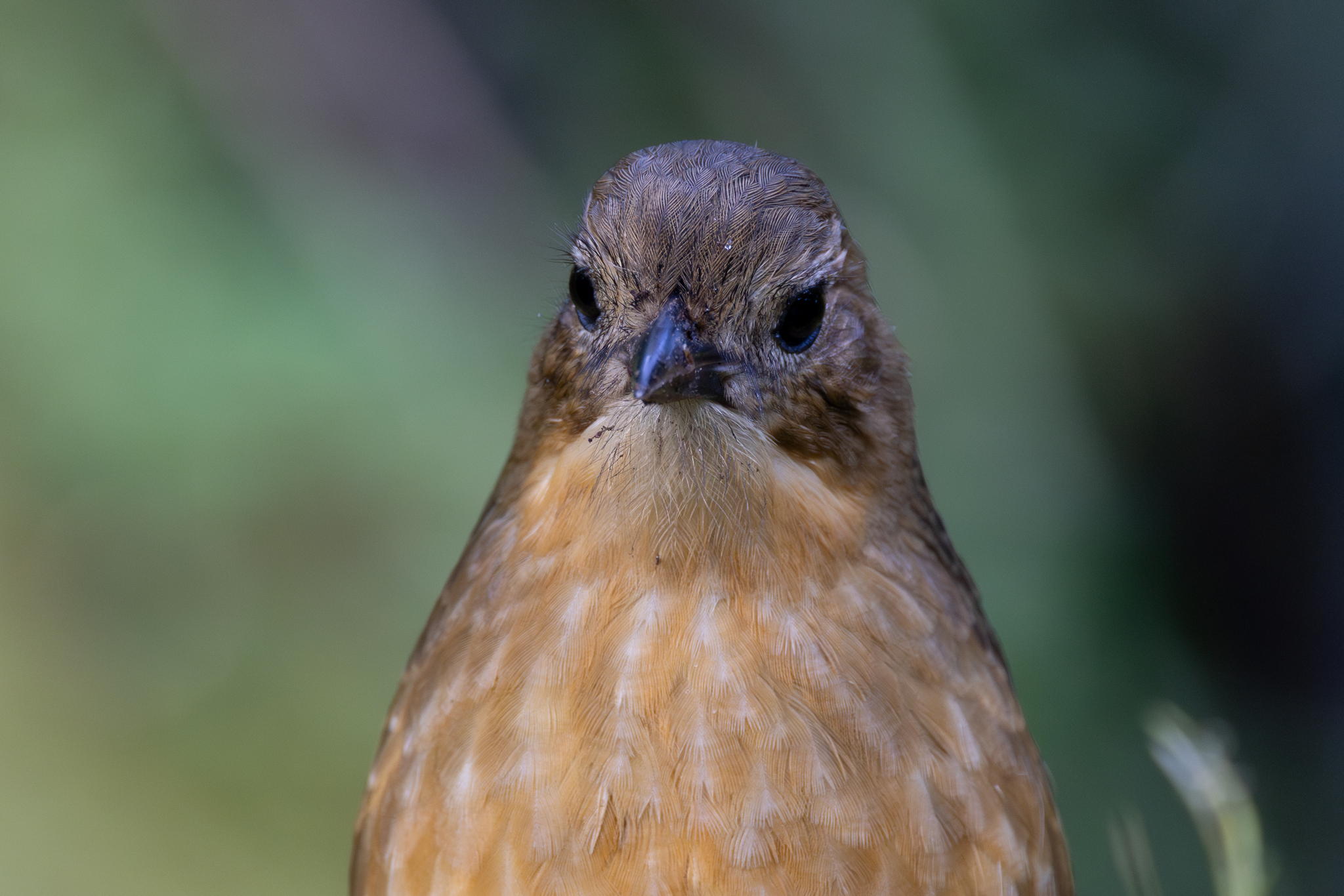 Tawny Antpitta (Grallaria quitensis), photo 4