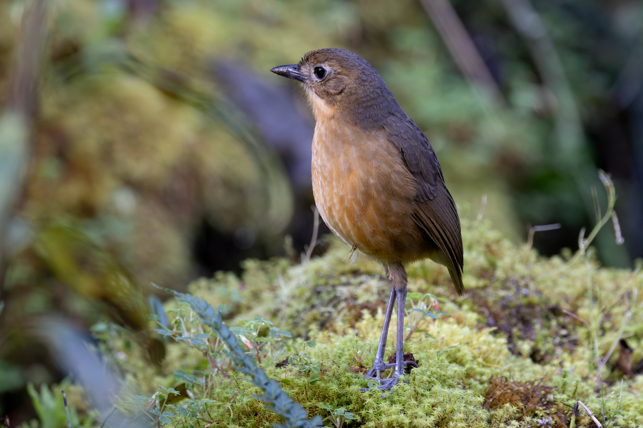 Tawny Antpitta (Grallaria quitensis), photo 5