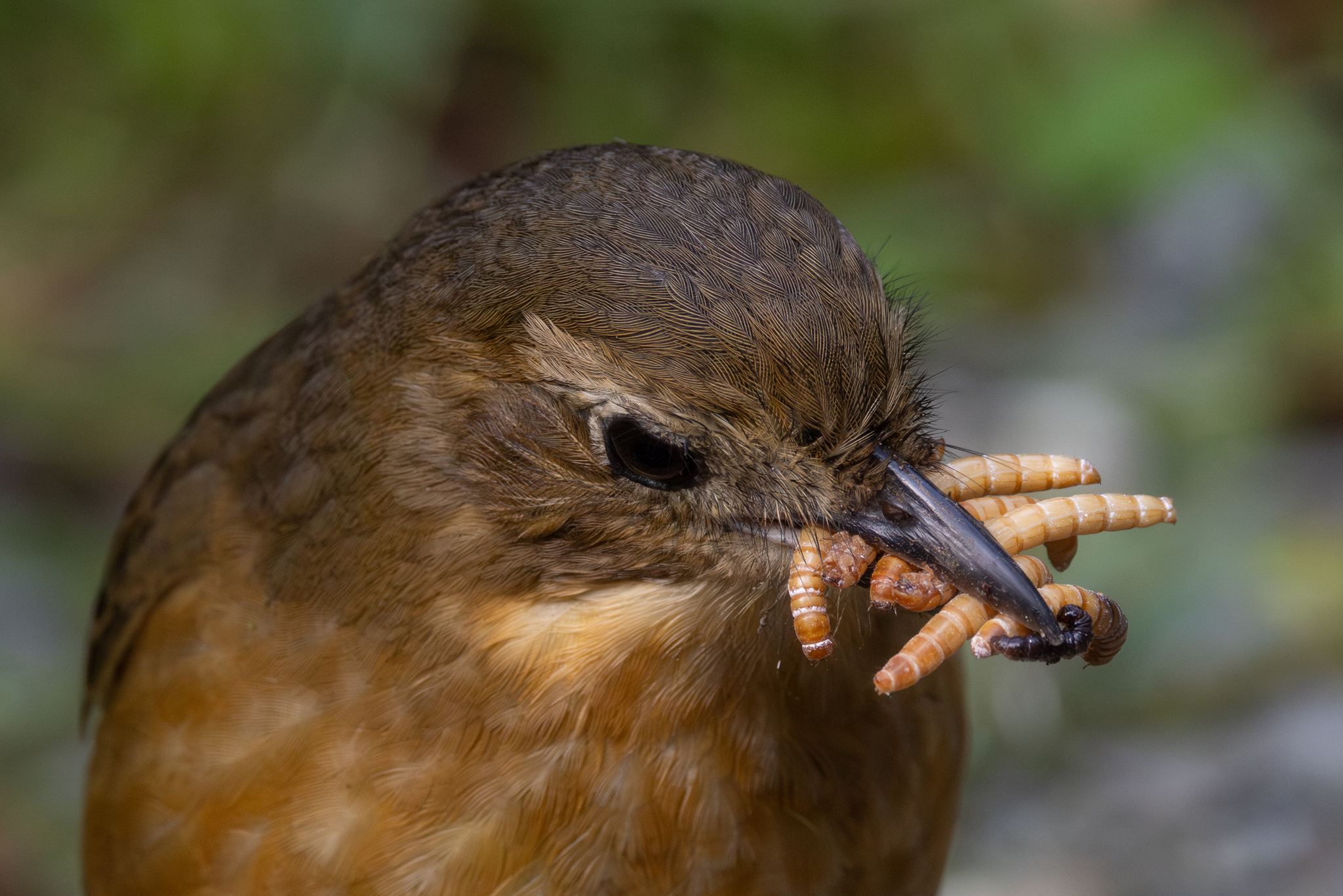 Tawny Antpitta (Grallaria quitensis), photo 6
