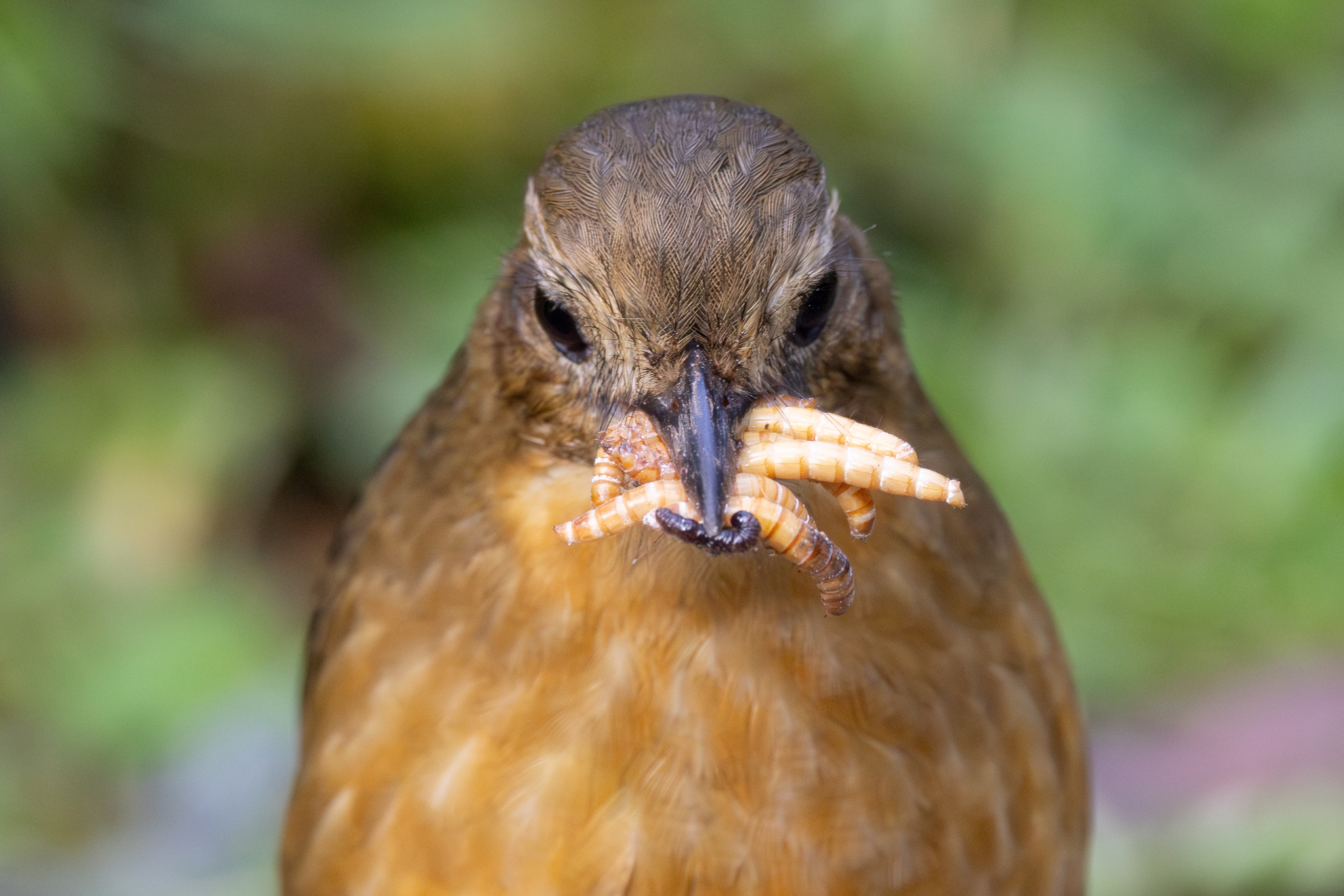 Tawny Antpitta (Grallaria quitensis), photo 7