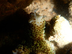 Acropora