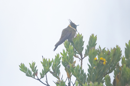 Buffy Helmetcrest (Oxypogon stuebelii), photo 3