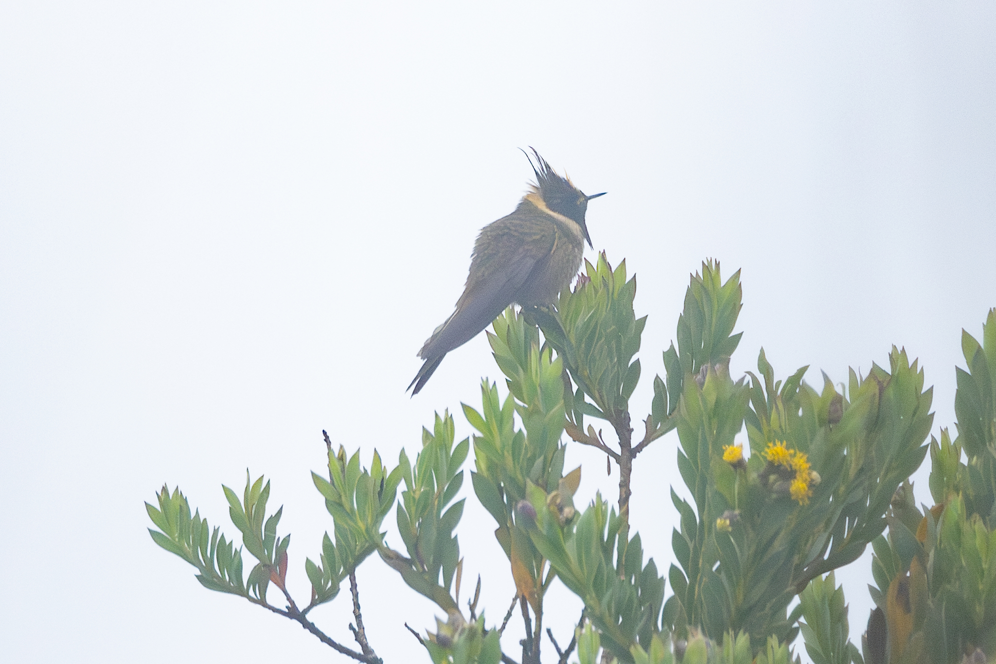 Buffy Helmetcrest (Oxypogon stuebelii), photo 3