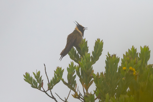 Buffy Helmetcrest (Oxypogon stuebelii), photo 4