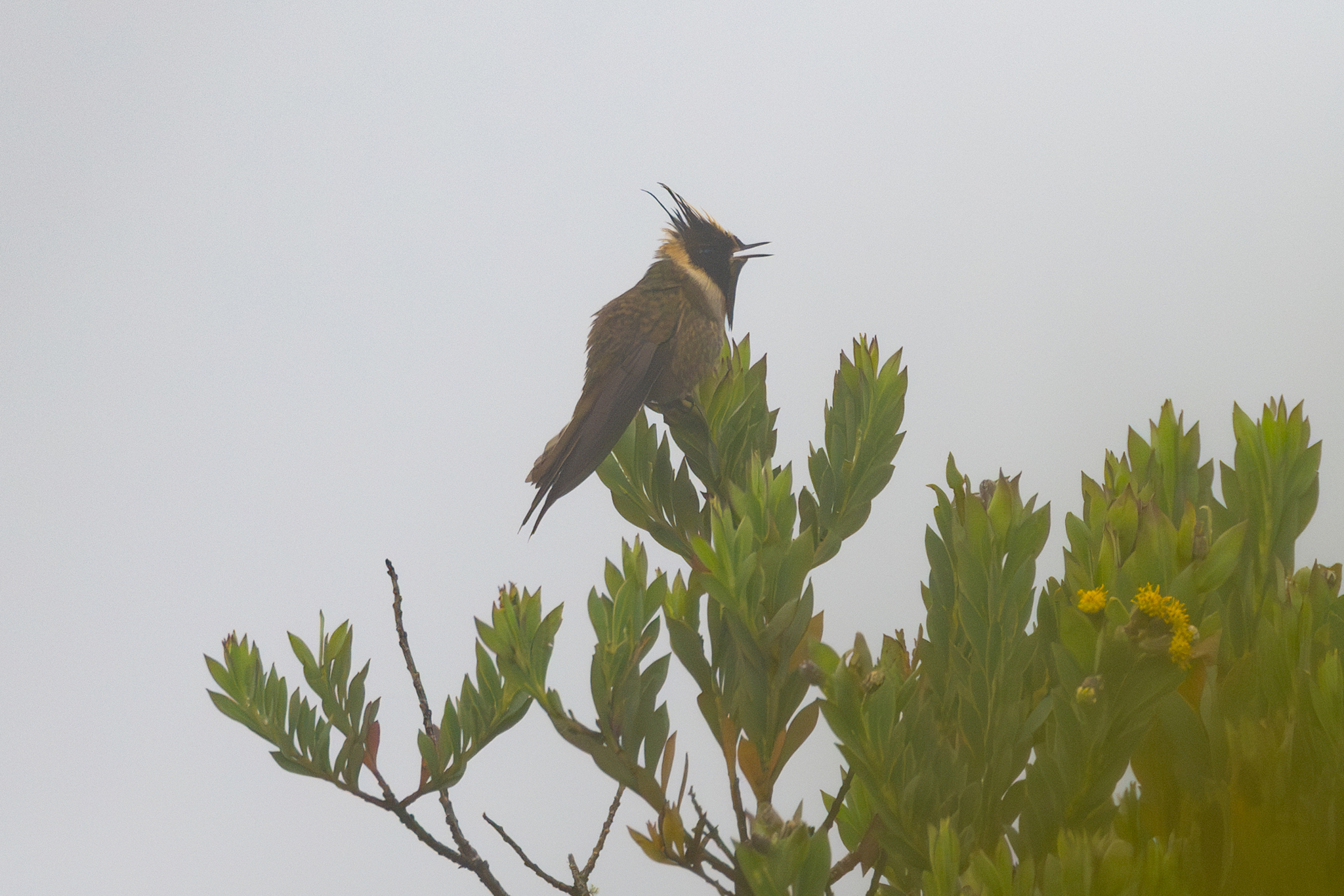 Buffy Helmetcrest (Oxypogon stuebelii), photo 4