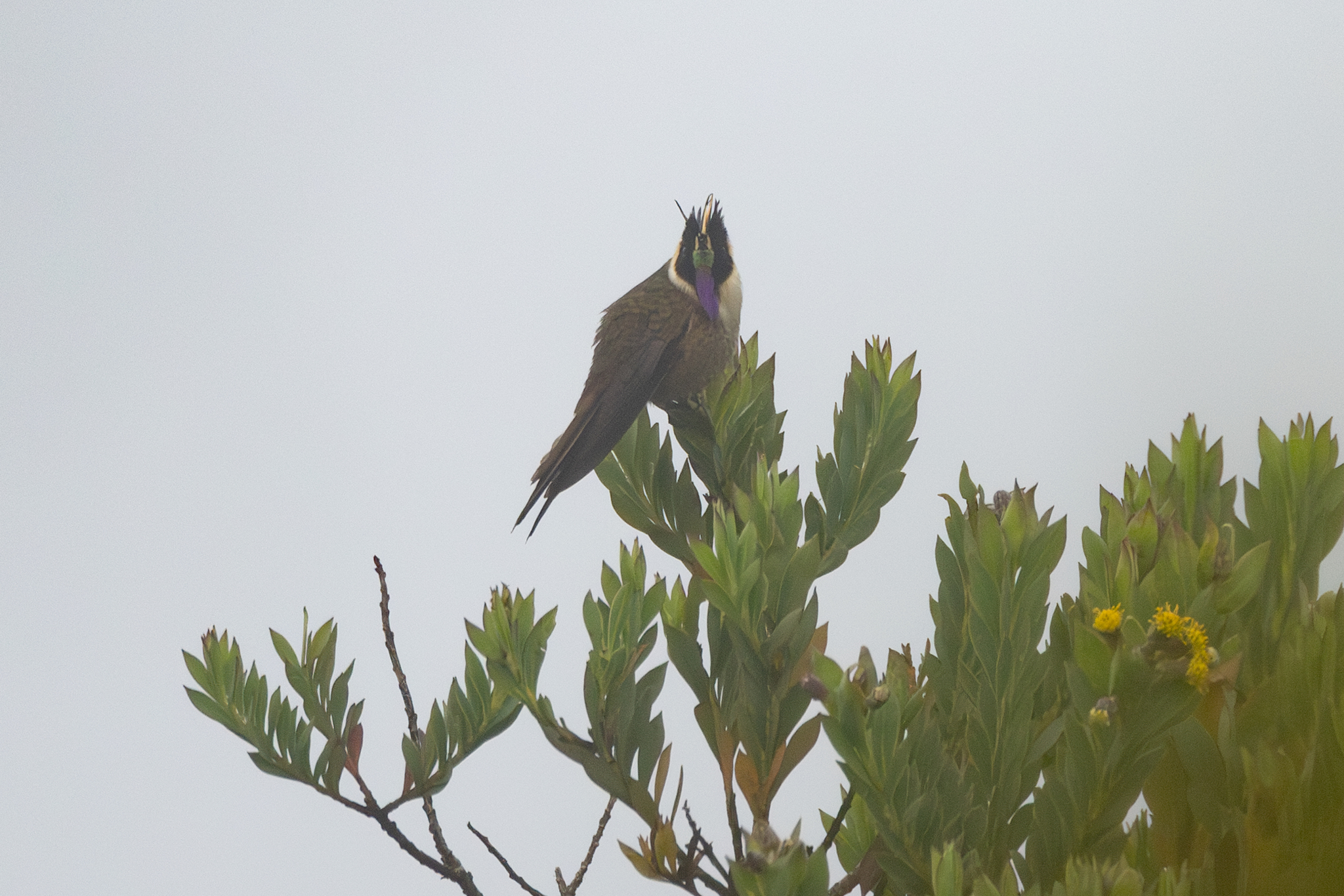 Buffy Helmetcrest (Oxypogon stuebelii), photo 5