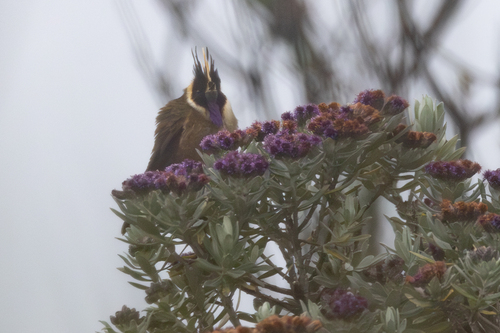 Buffy Helmetcrest (Oxypogon stuebelii), photo 7