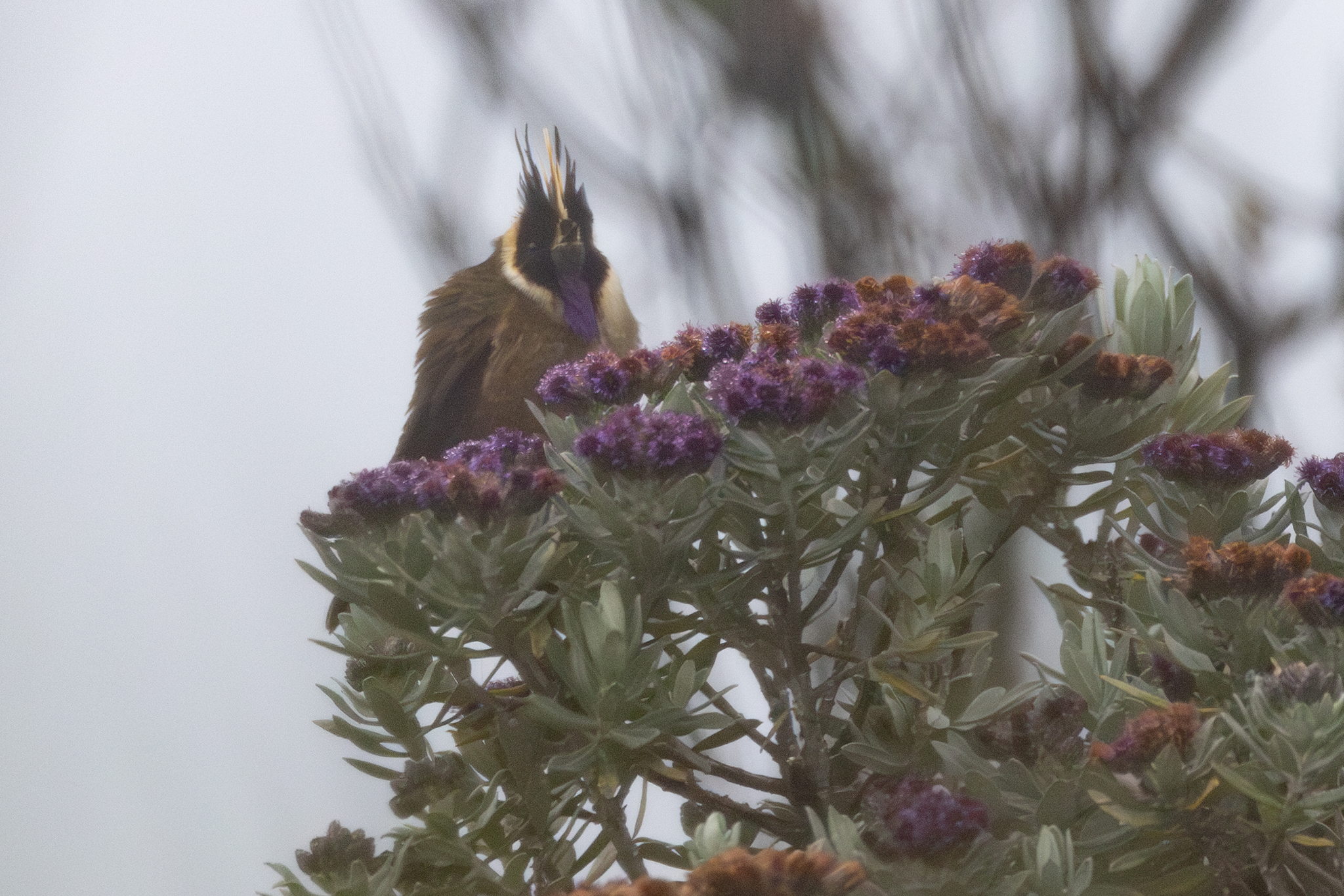 Buffy Helmetcrest (Oxypogon stuebelii), photo 6