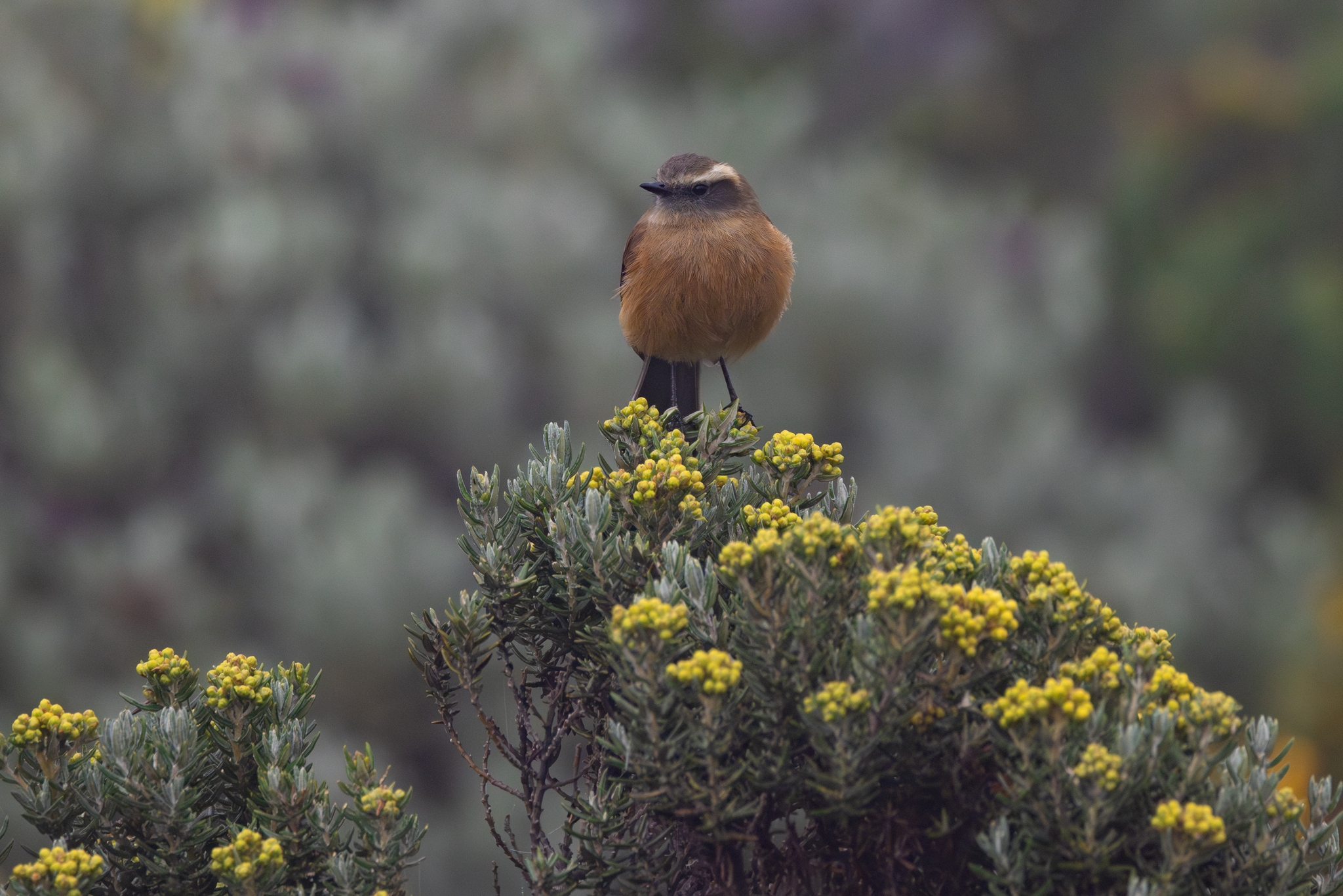 Brown-backed Chat-Tyrant (Ochthoeca fumicolor), photo 1