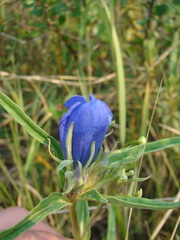Gentiana triflora