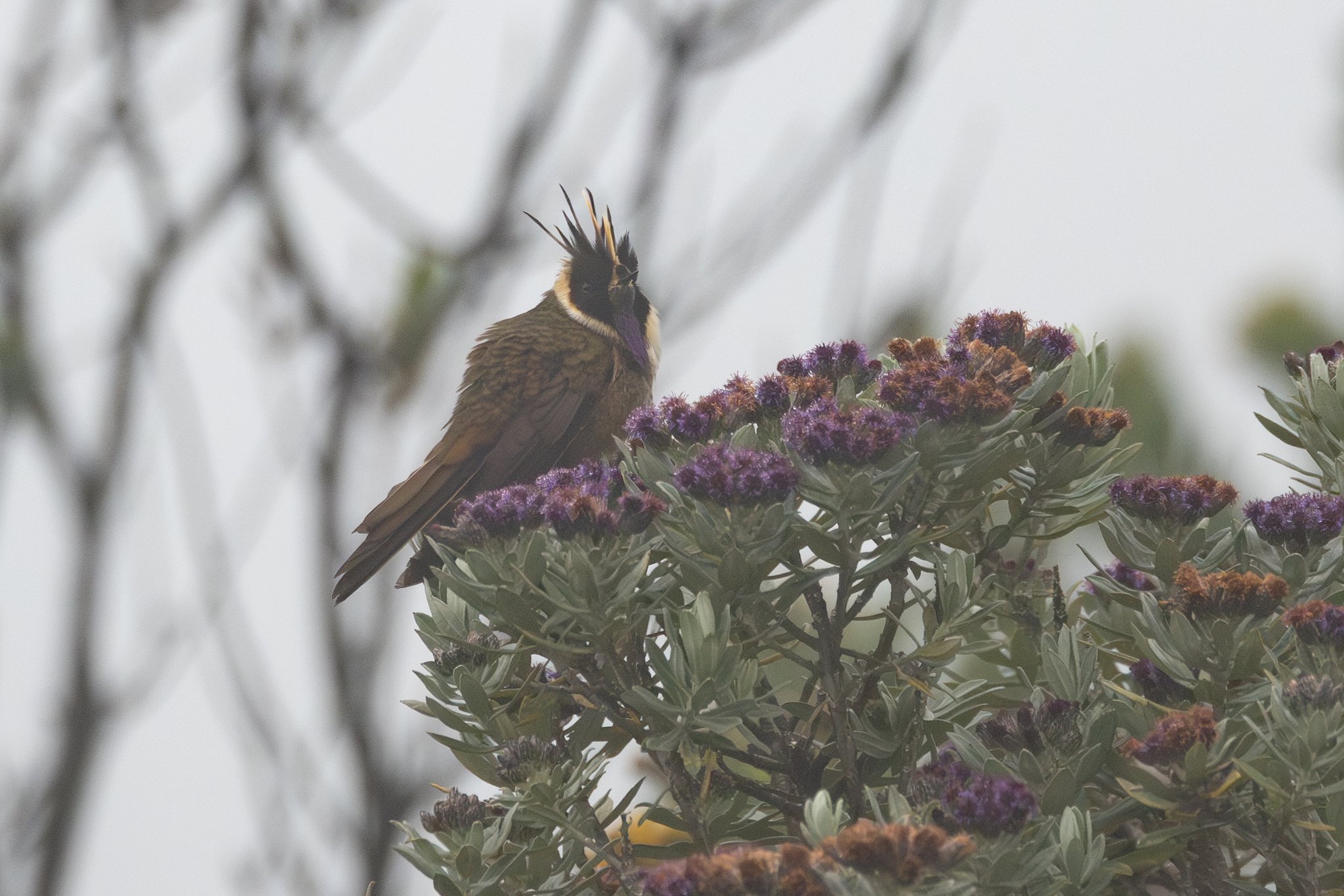 Buffy Helmetcrest (Oxypogon stuebelii), photo 8