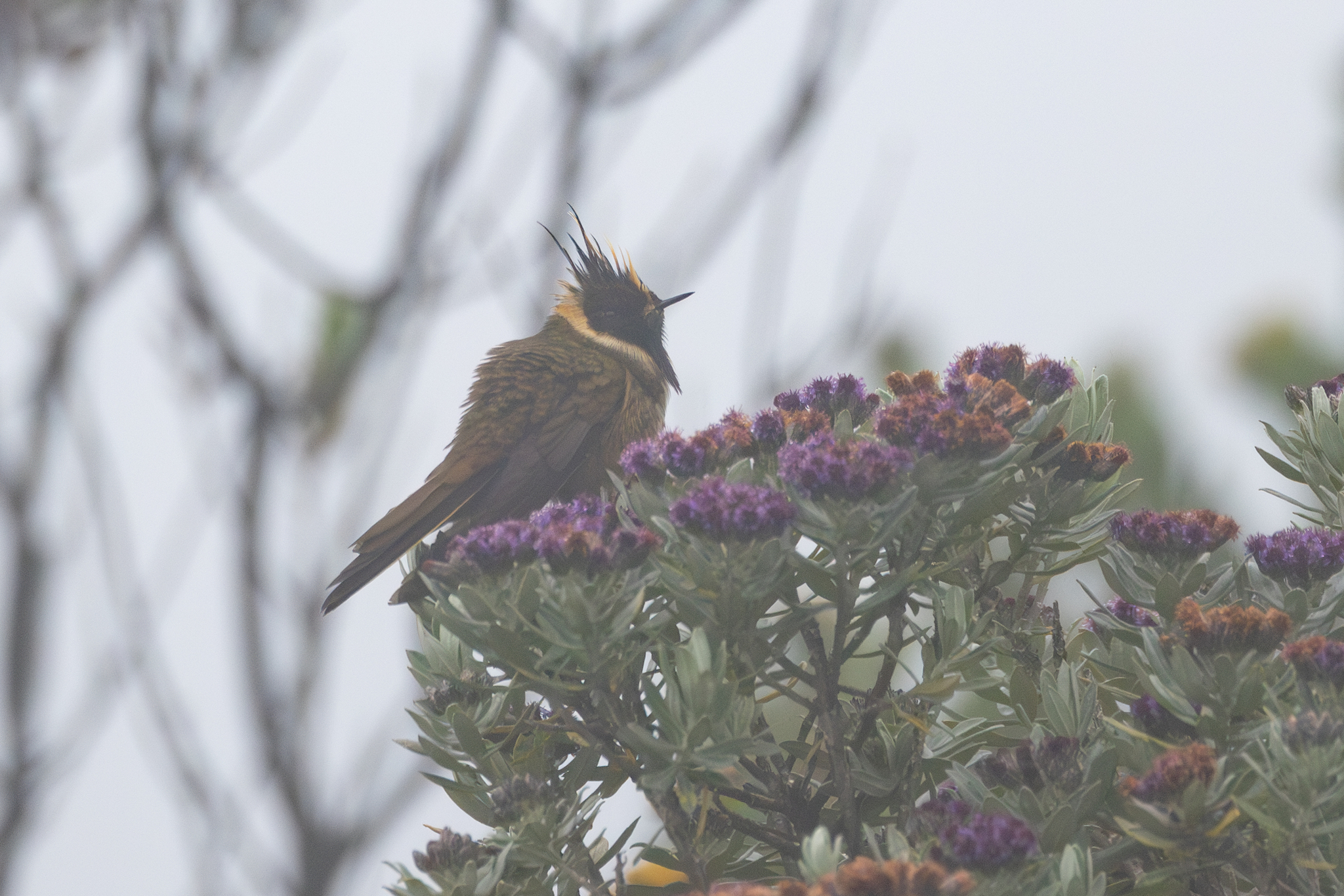 Buffy Helmetcrest (Oxypogon stuebelii), photo 7
