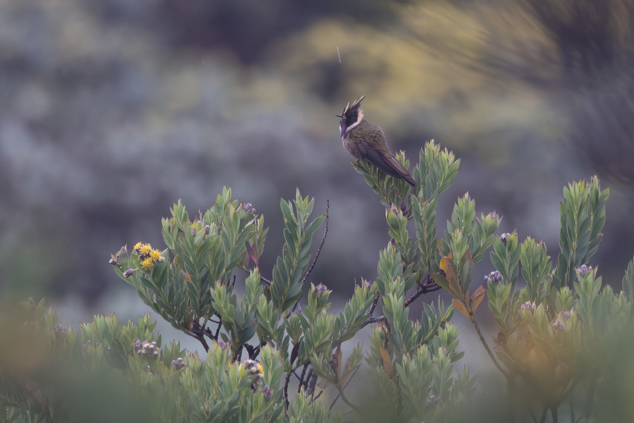 Buffy Helmetcrest (Oxypogon stuebelii), photo 9