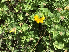 Lotus longisiliquosus