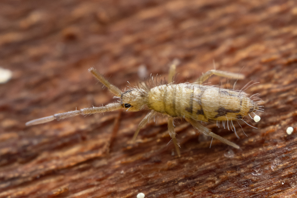 Cosmopolitan Springtail, photo 1 of 9