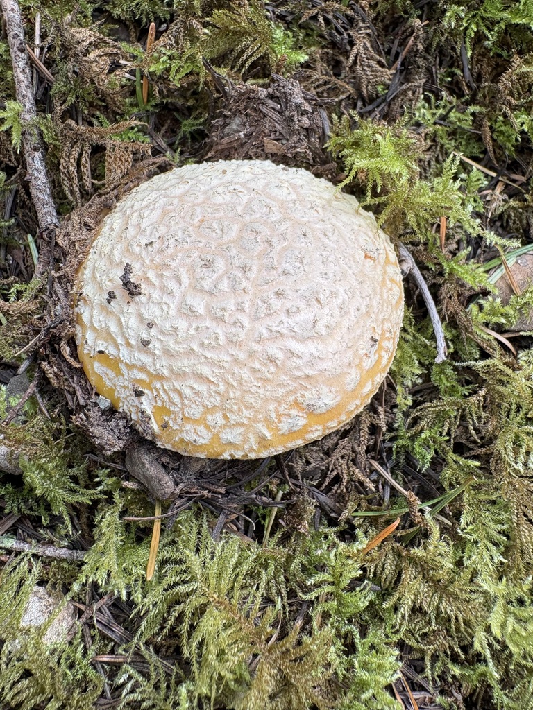Amanita aprica