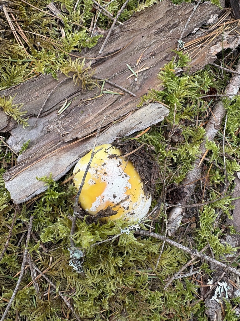 Amanita aprica · May 2026 · photo: © jerryn (iNaturalist, cc-by)