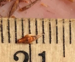 Rhynchospora cephalantha cephalantha