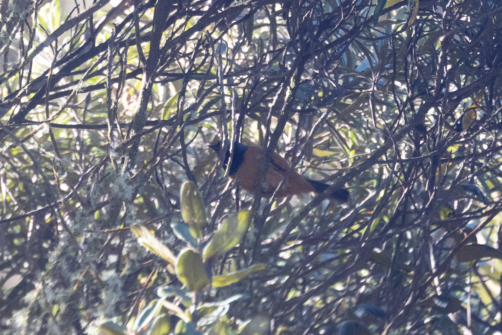 Blue-backed Conebill (Conirostrum sitticolor), photo 1
