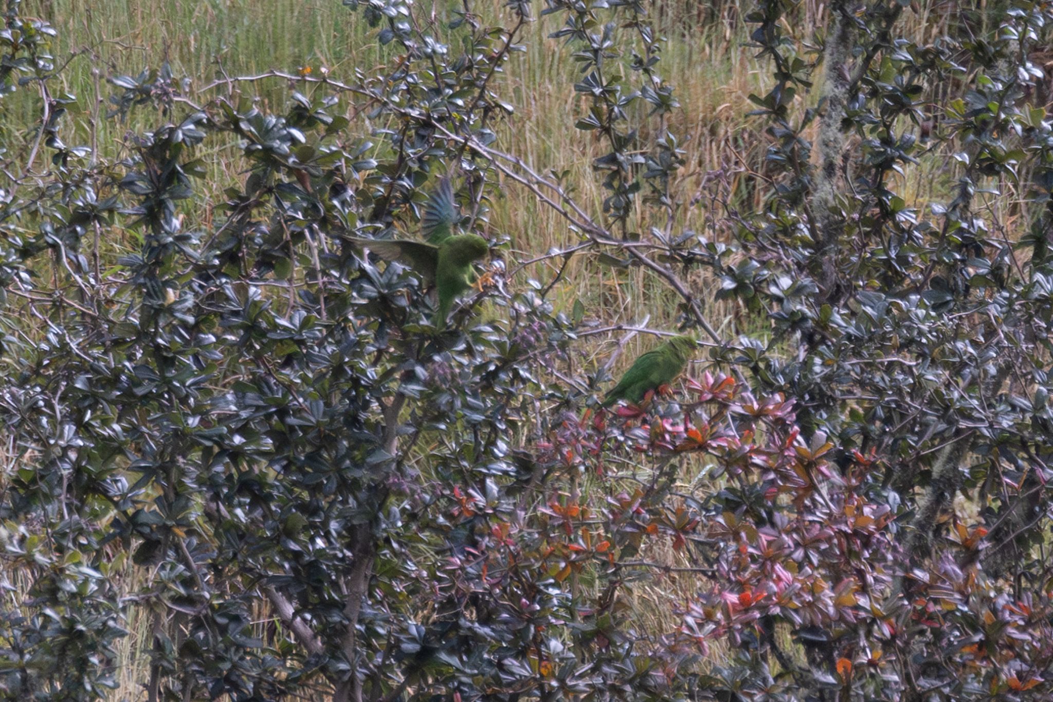 Rufous-fronted Parakeet (Bolborhynchus ferrugineifrons), photo 4
