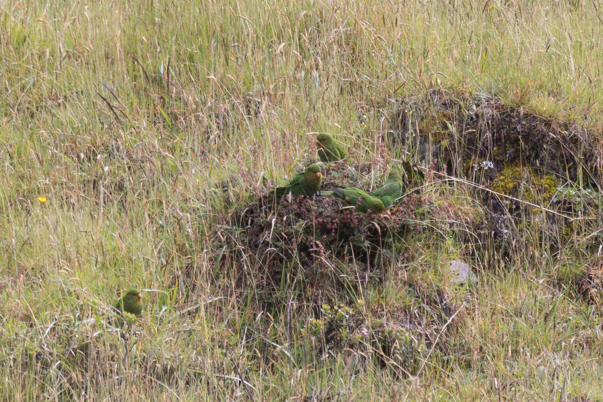 Rufous-fronted Parakeet (Bolborhynchus ferrugineifrons), photo 5