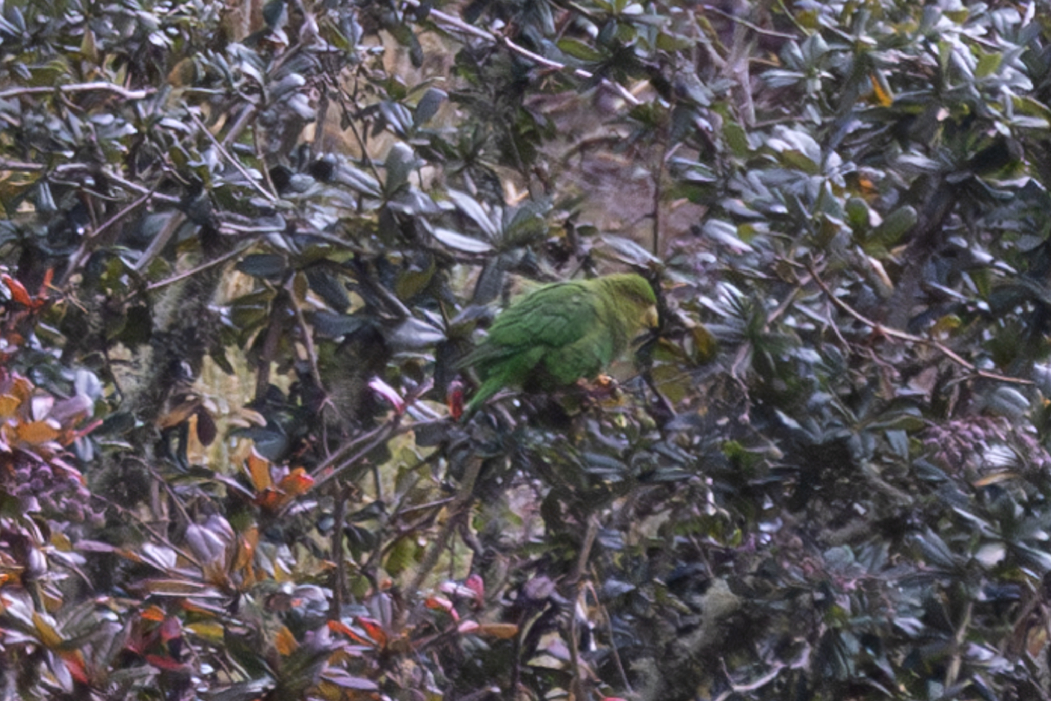 Rufous-fronted Parakeet (Bolborhynchus ferrugineifrons), photo 7