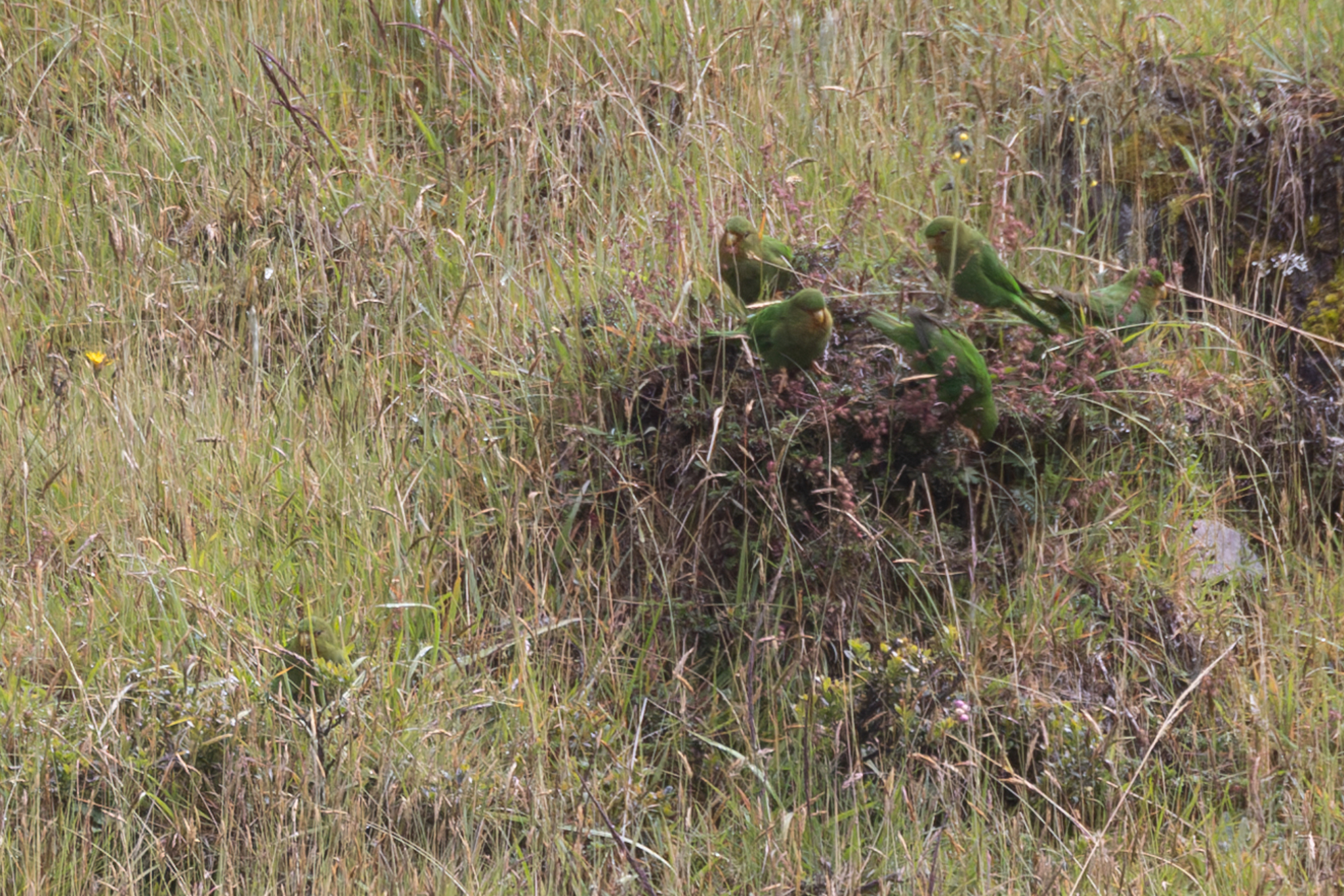 Rufous-fronted Parakeet (Bolborhynchus ferrugineifrons), photo 6