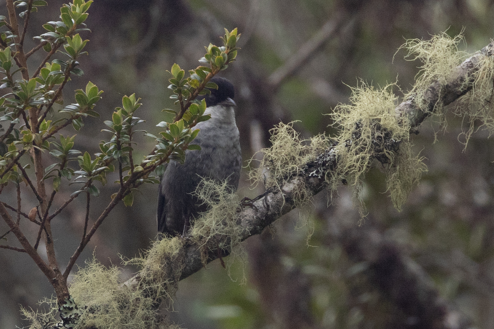 Black-backed Bush Tanager (Urothraupis stolzmanni), photo 1