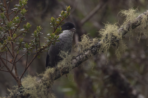 Black-backed Bush Tanager (Urothraupis stolzmanni), photo 2