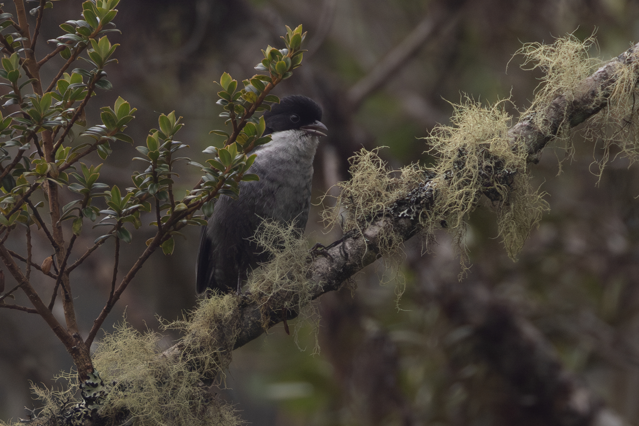 Black-backed Bush Tanager (Urothraupis stolzmanni), photo 2