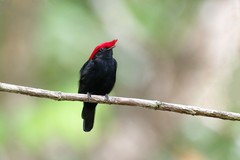 Antilophia galeata