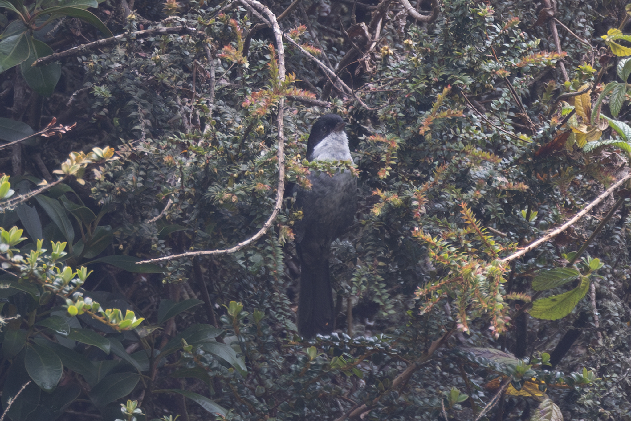 Black-backed Bush Tanager (Urothraupis stolzmanni), photo 3