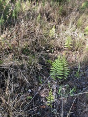 Rhynchospora cephalantha cephalantha