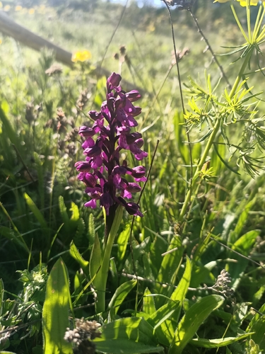 green-winged orchid
