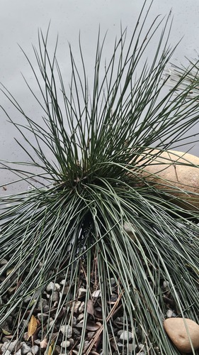 Juncus decipiens, photograph 5