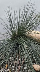 Juncus decipiens, photograph (c) 胡正恆(Jackson Hu), some rights reserved (CC BY)