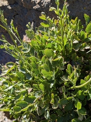 Pimpinella cumbrae, photograph (c) Borja Fierro, some rights reserved (CC BY)