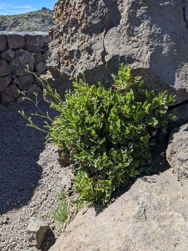 Pimpinella cumbrae, photograph 5