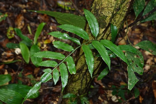 Lomagramma observed 2026-04-25