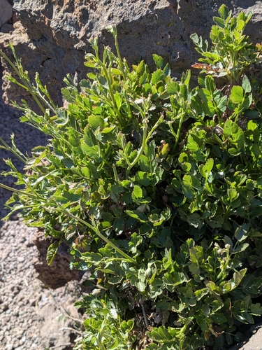 Pimpinella cumbrae, photograph 6