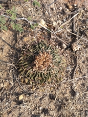 Echinofossulocactus pentacanthus