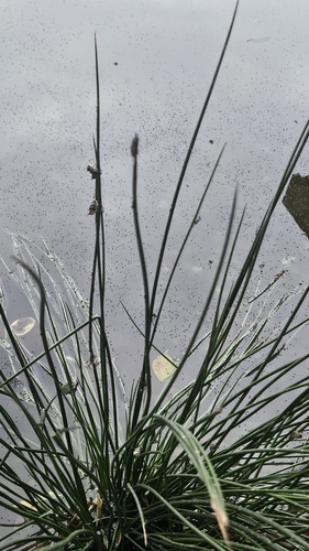 Juncus decipiens, photograph 6