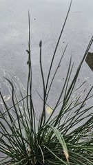 Juncus decipiens, photograph (c) 胡正恆(Jackson Hu), some rights reserved (CC BY)